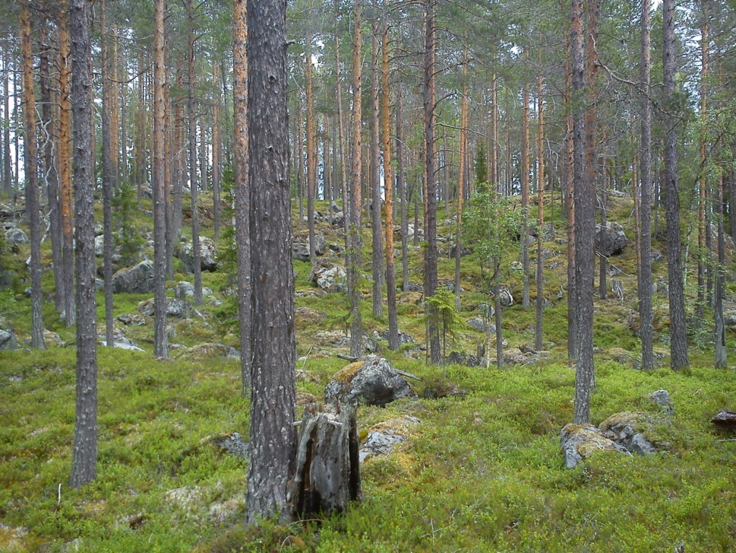 SKOGSMÄSTARPROGRAMMET Examensarbete 2015:11 Hur väl skogsägare följer åtgärdsförslagen i skogsbruksplanen en enkätundersökning How well the forest owners follow the measures proposed by the forest