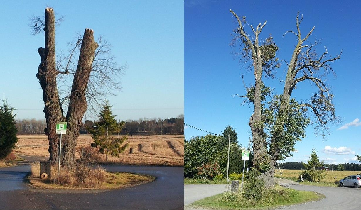 Vem ska ytterst bedöma trafikfara/säkerhetsrisk? Hur ska man göra med träd som anses vara farliga?