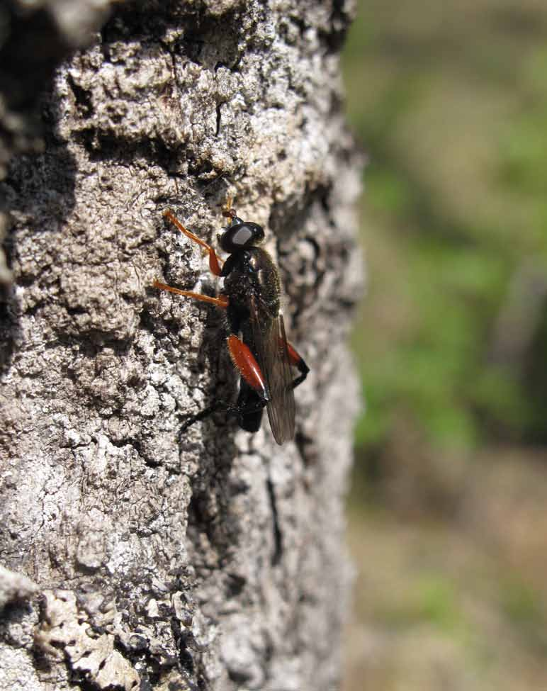 Tvåvingar i naturskyddade skogsoch
