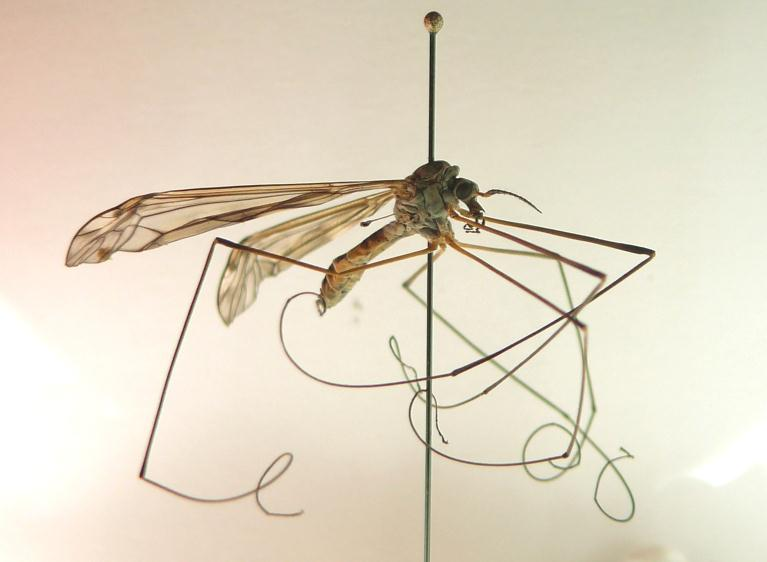 Stor bäckharkrank (Tipula obscuriventris) insamlades i Osbecks bokskogar 2011 och artbestämdes först i samband med genomgången av harkrankar i 2012 års material. Foto: Mattias Lindström.
