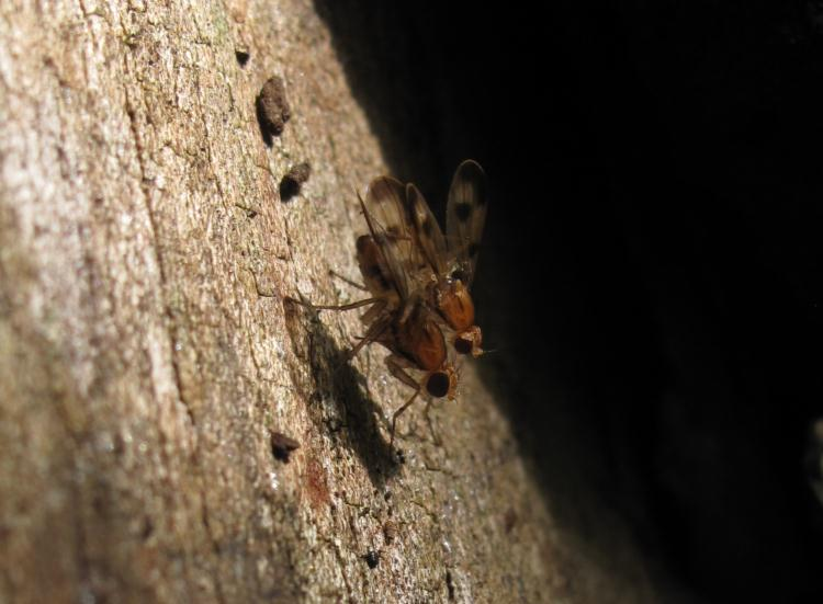 Fläckvingad träfluga (Clusia tigrina) fångades i fälla såväl i Karsefors som i Nissaström 2012.