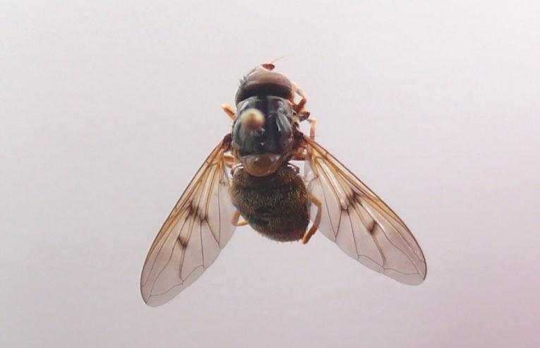 Ekguldblomfluga (Ferdinandea ruficornis) fångades i fällor i Hördalen och i Nissaström. Foto: Mattias Lindström.