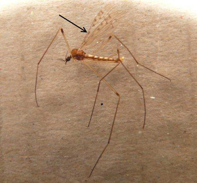Småharkranken Rhipidia ctenophora fångades i Karsefors 2012. Arten skiljer sig från den närstående R.