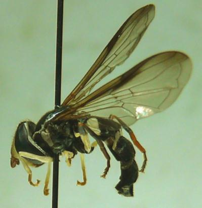Kilblomflugan Xanthogramma dives håvades in vid blommande hagtornsbuskar i brynkant till gammal bokskog vid Nissaström 2012.