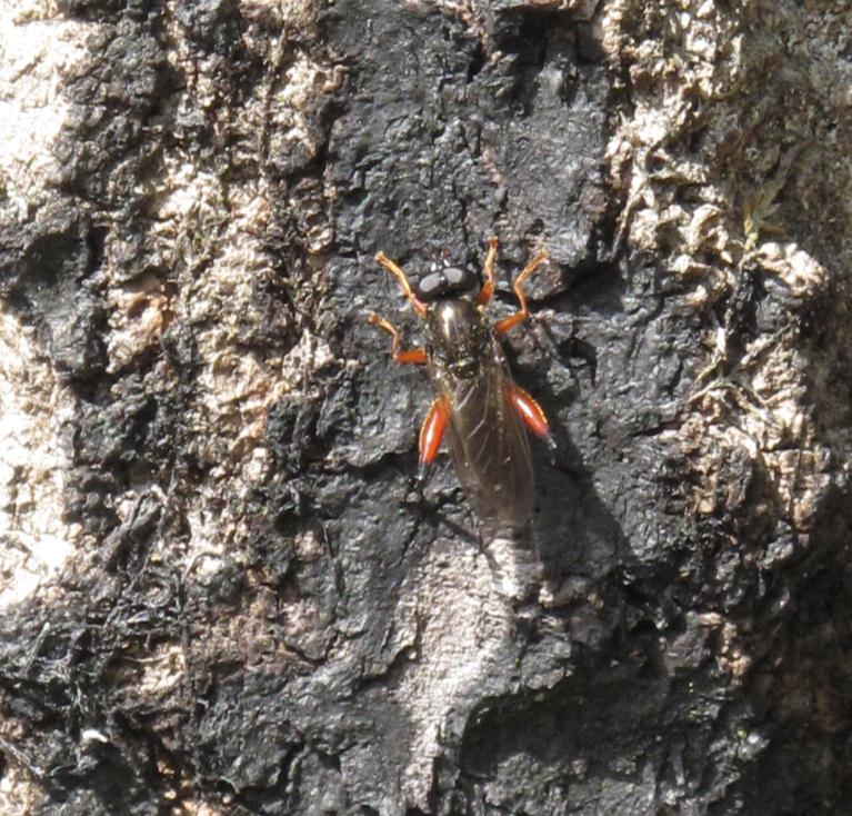 I Porsbjär sågs aspvedblomfluga X. meigeniana och lundvedblomfluga X. tarda födosöka på bladovansidorna på främst björk- och aspsly, medan X. meigeniana sågs födosöka på klibbalsblad i Tönnersa.