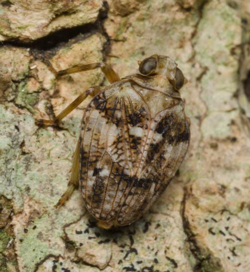 Skalbaggsstrit (Issus muscaeformis) är rödlistad som sårbar (VU). Den påträffades i Hördalen vid flera tillfällen under 2012. Bild från Gotland 2011. Foto: Tommy Knutsson.