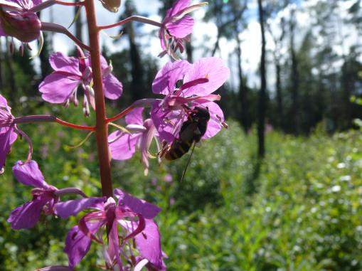 något. Hur fångsten av tvåvingar påverkades kan vi tyvärr inte avgöra, eftersom referensfälla utan plastkassar saknades, men en hel del intressanta tvåvingar (bl.a. ekguldblomfluga) hamnade i malaisefällan.