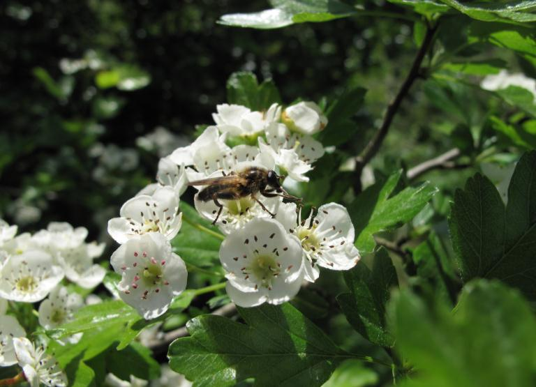 Hagtornets blommor är mycket populära bland blombesökande tvåvingar. I brynzonens soleponerade hagtornsbuskar hittas skogens vedlevande tvåvingar.