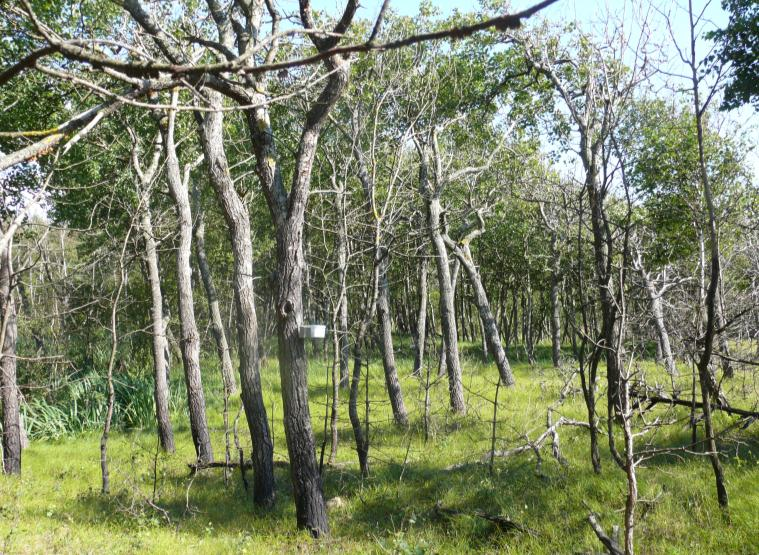 2 Tönnersa I kustreservatet Tönnersa sattes fällor upp i flera delområden, bl.a. på bränd asp (bilden ovan), på asp- och klibbalslågor i lövsumpskog innanför dynerna, på grova tallågor i gläntor i tallskogen och på brynträd vid öppen större sandglänta.