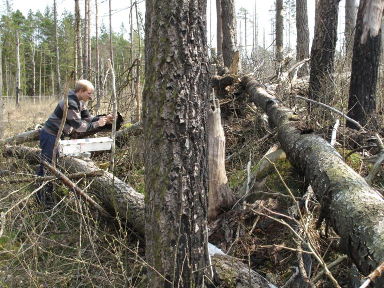 3 Porsbjär På Jonsön i Porsbjär finns en aspskog i sönderfall på ett bränt hygge med gran och tall. En fönsterfälla sätts upp över asplåga med jäsande fränt luktande bark. Foto: Örjan Fritz.