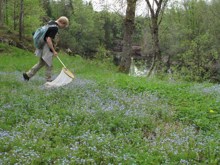 4 Nissaström Nissaström är ett mångformigt och artrikt reservat. Förutom gammal bokskog, blandädellövskog och alsumpskog finns öppna blomrika gläntor.