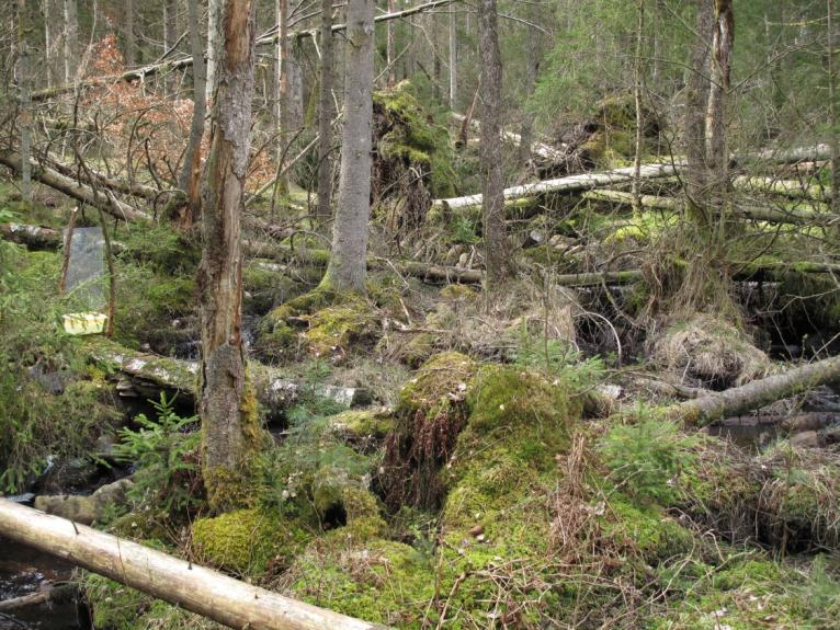 6 Bergs naturskog Barrskogsmiljöer dominerar i stora delar av reservatet. Sedan stormen Gudrun ligger delar av skogen ner som plockepinn och terrängen är svårframkomlig.