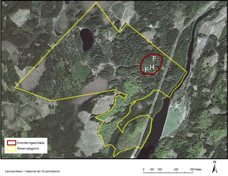 Fällorna (F) i Bergs naturskog spreds ut dels i en fuktig-blöt blandsumpskog, dels i en öppen större stormbröt vid skogsbäck.