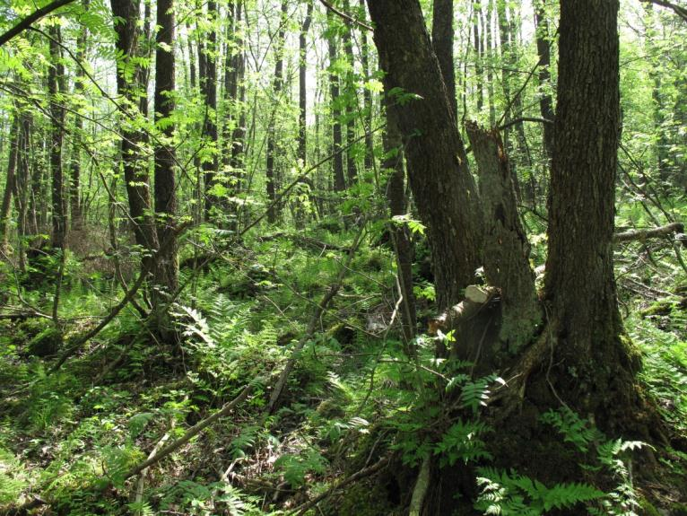 7 Långanskogen Långanskogen är Hallands största sammanhängande alsumpskog. I nordsluttningar utbreder sig källrika sumpskogar på Byasjöns södra strand.