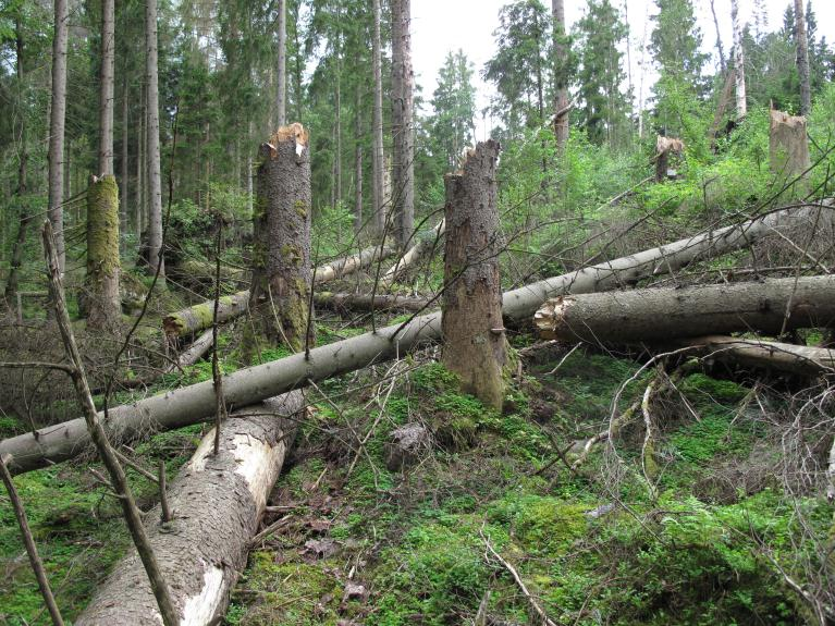 Inventeringen av tvåvingar 2012 utvidgades till flera olika naturskyddade skogsmiljöer i länet, som bland annat grandominerad barrskog med mycket stormfälld död ved. Bergs naturskog 2012-04-27.