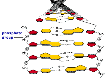 Nukleinsyrornas uppbyggnad DNA är dubbelsträngat medan RNA är enkelsträngat. En DNA-molekyl består av två antiparallella nukleotidkedjor.