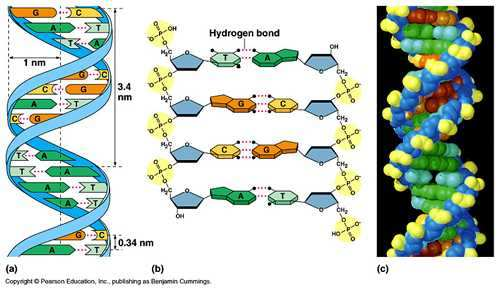 Nukleinsyrornas uppbyggnad Minor groove Major groove Minor groove Major groove http://academic.brooklyn.cuny.edu /biology/bio4fv/page/molecular%2 0biology/dna-structure.