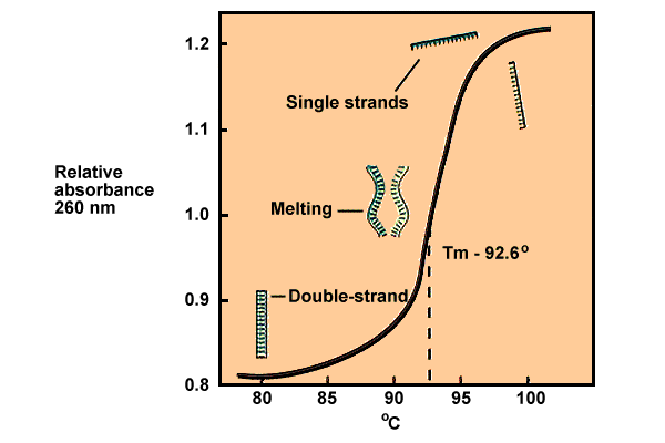 Denaturering av DNA Eftersom dubbelhelixenbara hålls samman av nonkovalenta bindningar (vätebindningar) räcker det att värma ett DNA-prov för att de två kedjorna ska separera.