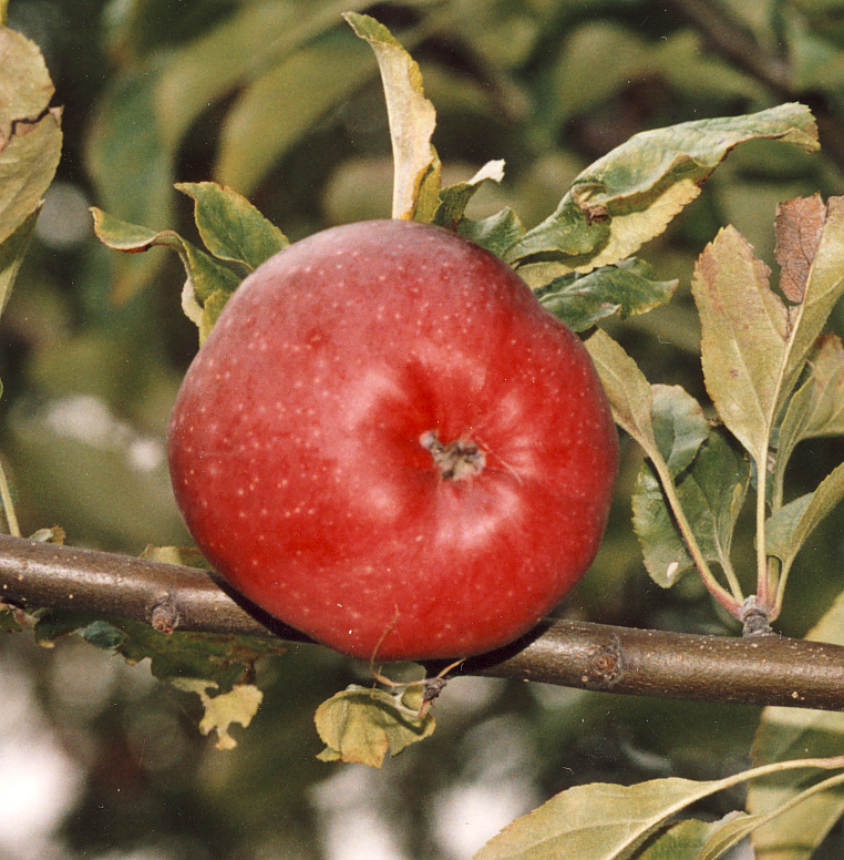 Malus domestica 'SILVA' SILVA, sommaräpple Prisgrupp 1 Alnarp Sverige 1945, Melba x Stenbock Användning:Bords- och Hushållsfrukt Är medelstark till starkväxande med ganska sen och som äldre