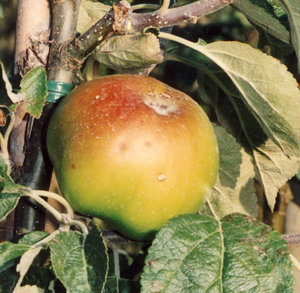 Malus domestica 'SPÄSSERUD' SPÄSSERUD, höstäpple Spässerud i Värmland Användning:Hushålls -och bordsfrukt. Växer kraftigt, är mycket anspråkslöst, lättodlat och härdigt.