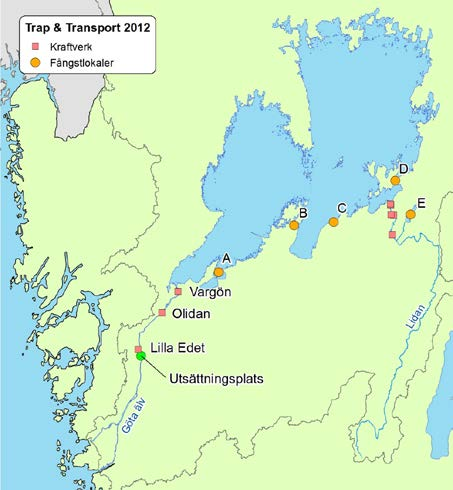 SLU Aqua fick i uppdrag att under 2012 utföra sådana studier med syfte att närmare beskriva och analysera ålar som inom T&T-programmet flyttades från Vänern till Göta Älv.