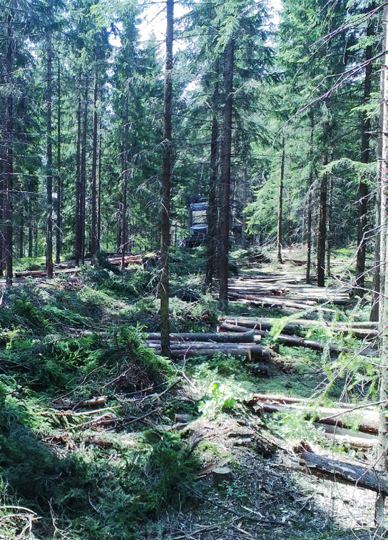 11 Södra skogsreviret r.f.