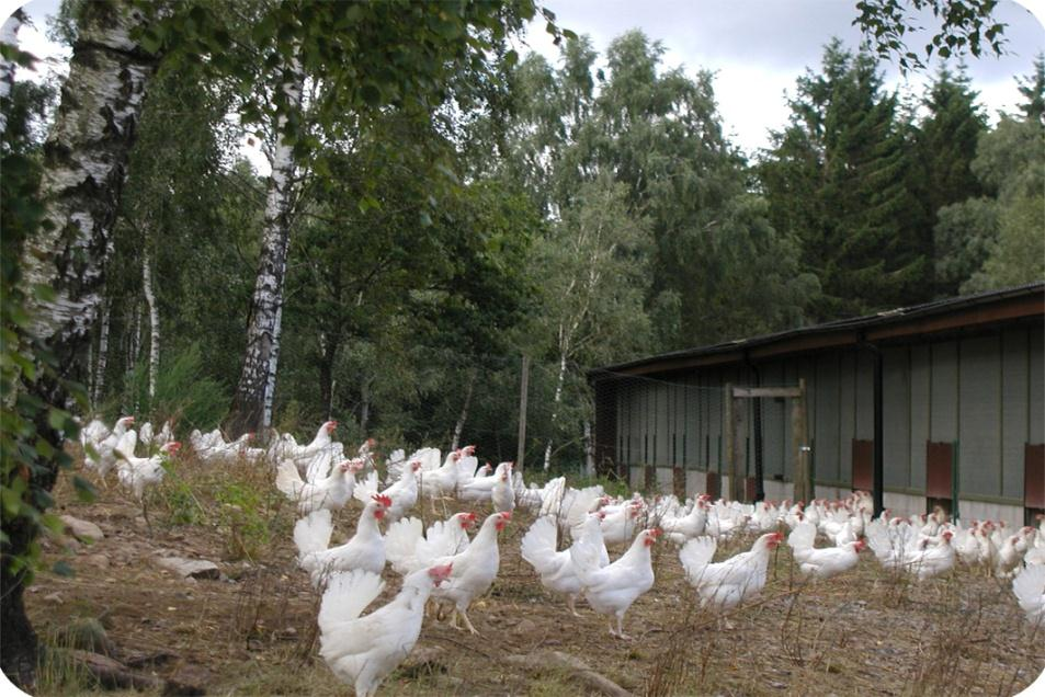 6.7 million hens on 350 farms Major structural change o