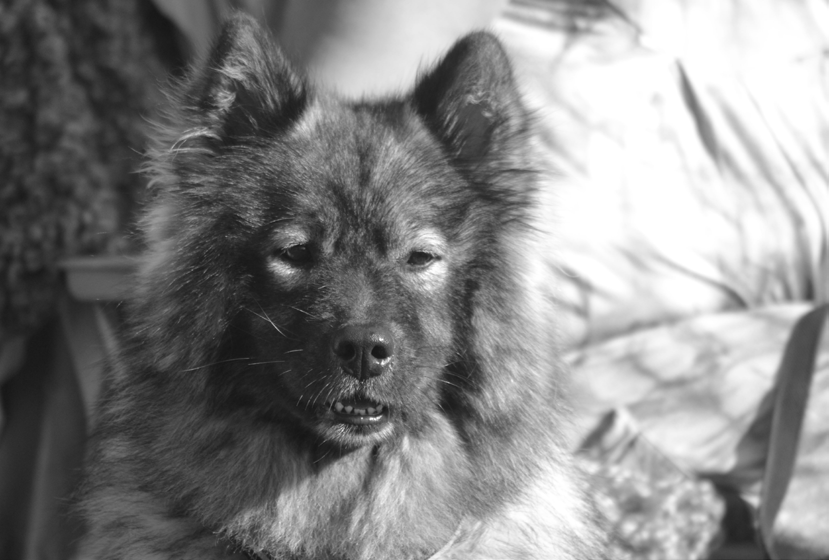 Eurasierhelg Överlida Då har vi haft ytterligare en eurasierhelg i Överlida i Halland, den 16-19 september, och denna gång hade vi ett deltagarrekord med hela 38 eurasier på plats under lördagen!