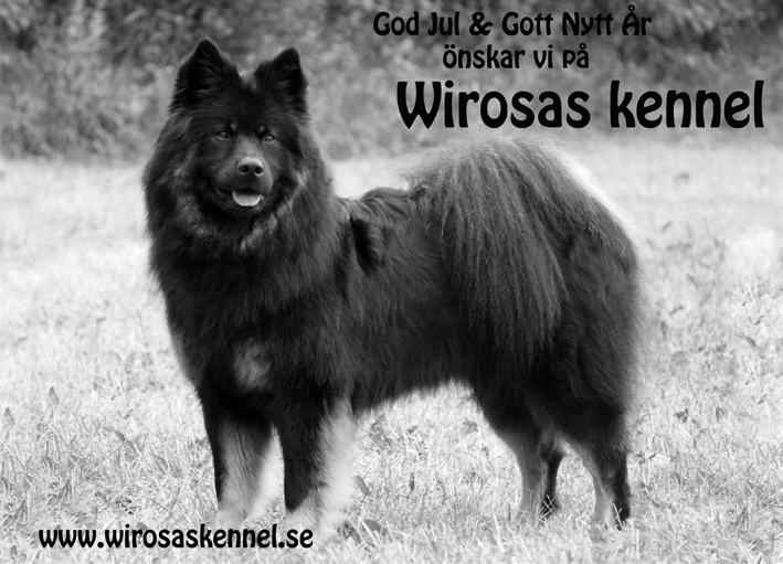 SE UCH Teddywood s Tingeling by Sunshine (Teijla) SE UCH, Ronneby 2016-08-14