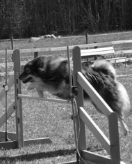Zeldas Bella Donna Världens knäppaste, underbaraste, smartaste Donnis har rest till hundhimlen!
