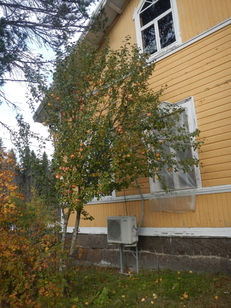 I år gav det ganska bra med frukt och äpplena är ganska stora.