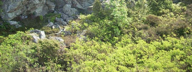 Bergvägg vid toppen av bergsområdet. Vid bergslänten mot sydväst till väst finns risk för blocknedfall, där issprängning eventuellt lossar enstaka block.