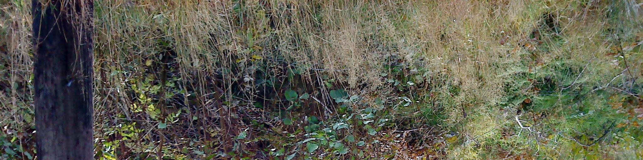 10 (12) Bild 6. För bergspartiet längst åt nordväst föreligger ingen risk för bergras. Väl förankrade block i bergsfot. Sättningar Områdets sättningsegenskaper har ej utretts.