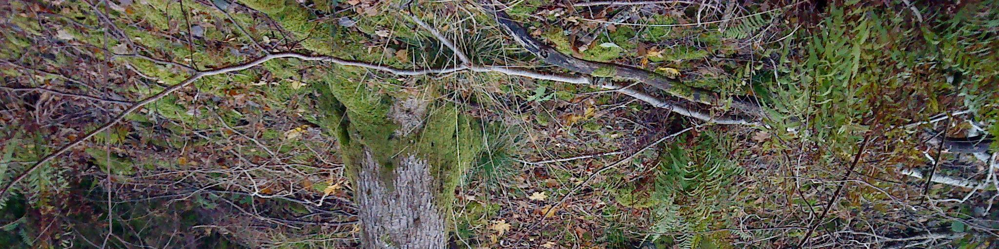 9 (12) Bild 4. Fastmarksområde med berg i dagen i slänt ned mot Korpåsvägen Bild 5.