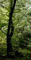 Visste du att trä är världens mest klimat- och miljövänliga råvara? När träden står ofällda i skogen rensar de luften genom att dra till sig CO2.