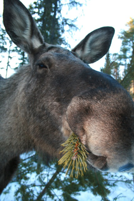 En integrerad förvaltning av älg och skog produktionen av älgfoder med syfte att öka tätheten av icke älgskadade stammar i unga furubestånd.