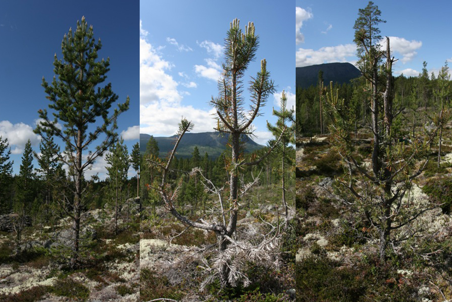 Christina Skarpe & Karen Marie Mathisen betats föregående vinter. Av furu hade nära 90 % av träd med accumulerat bete 3 betats föregående vinter (Figur 1).