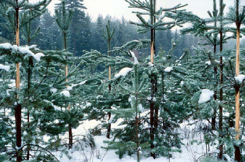 ARBETSRAPPORT FRÅN SKOGFORSK NR 570 2004 Foto: Roger Bergström Intäktsförluster på grund av älgbetning av tall i Sverige Dan Glöde, Roger Bergström &