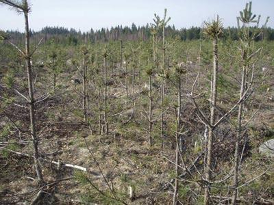 Figur 1. Vinterbete i södra Finland där vandringsälg bidragit till att denna föryngring förstörts (Skogsbruket 2007).