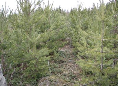 Figur 2. Plantskog som är på väg mot älgsäker höjd där lövet röjts bort (Skogsbruket 2007).