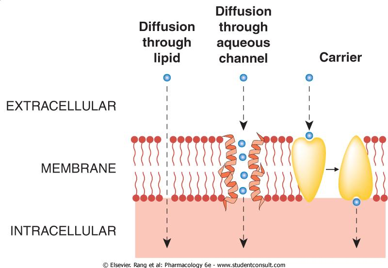 Absorptions vägar passage över cellmembran 1) Diffusion genom