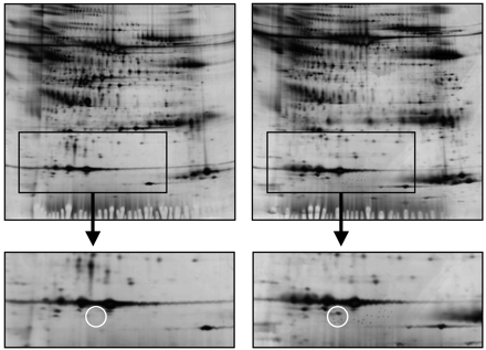 Traditionell Proteomics Separera proteiner på gel Färga in Lokalisera spottar av intresse Skär ut gelbit Digerera proteinet med hjälp av