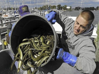 Inom ramen för HELCOM Baltic Sea Action Plan är Sverige ledande land för en gemensam förvaltning av ålen sedan 29.