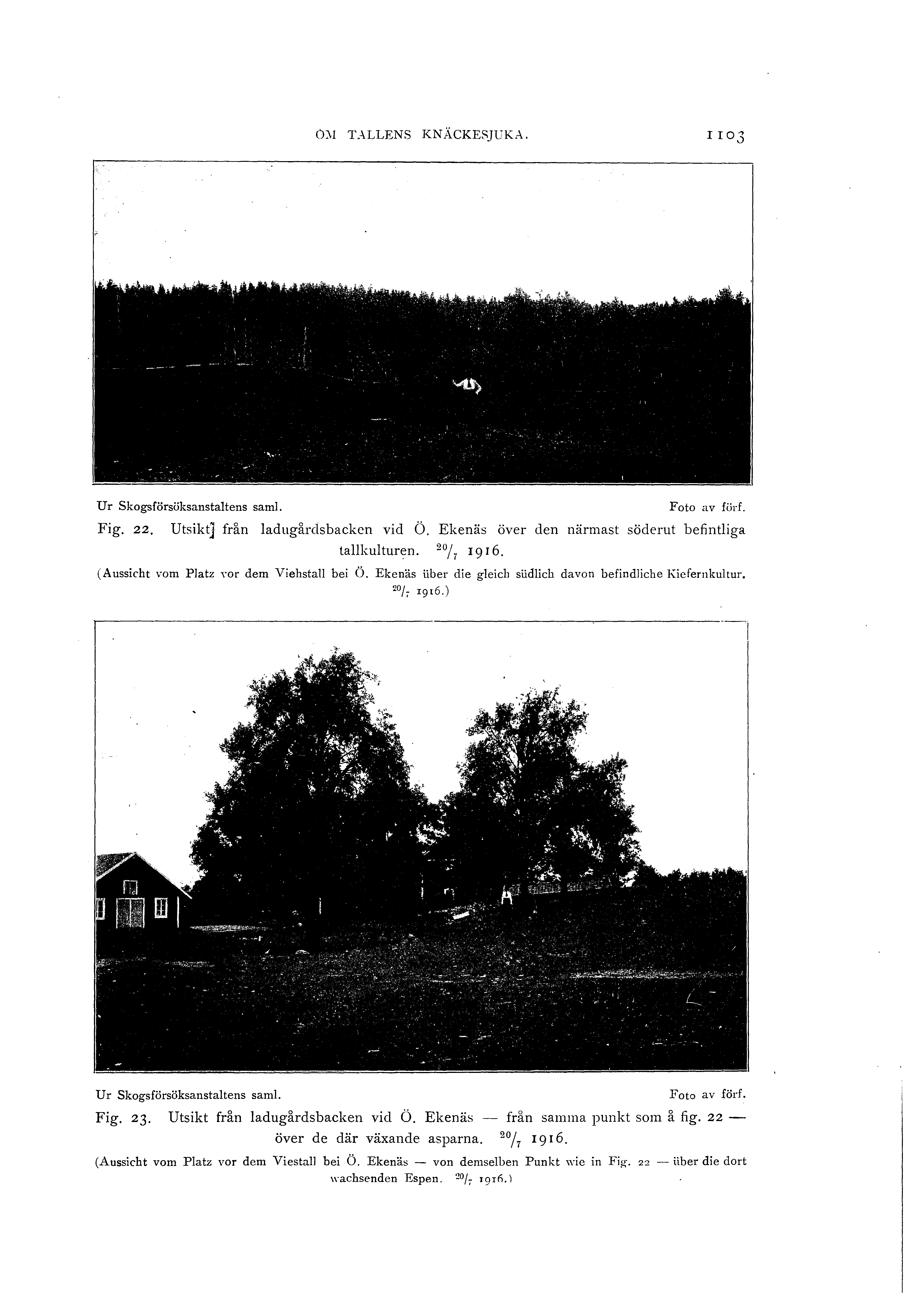 O~! L\LLENS KNACKESJUKA. 1103 Ur Skgsförsöksanstatens sam. Fig. 22. Ft av förf. Utsikt] från adugårdsbacken vid Ö. Ekenäs över den närmast söderut befintiga takuturen. 20 / 7 1916.
