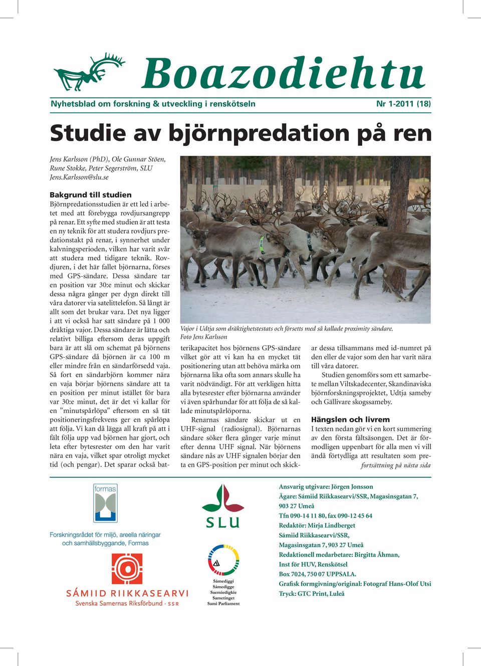 Foto Jens Karlsson Bakgrund till studien Björnpredationsstudien är ett led i arbetet med att förebygga rovdjursangrepp på renar.
