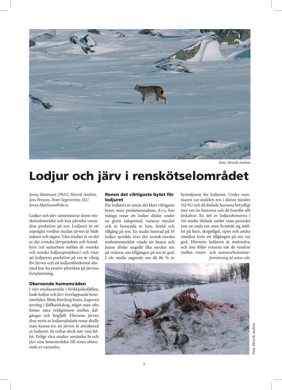 Våra studier är en del av det svenska järvprojektet och Scandlynx (ett samarbete mellan de svenska och norska lodjursprojekten) och visar att lodjurens predation på ren är viktig för järven och att