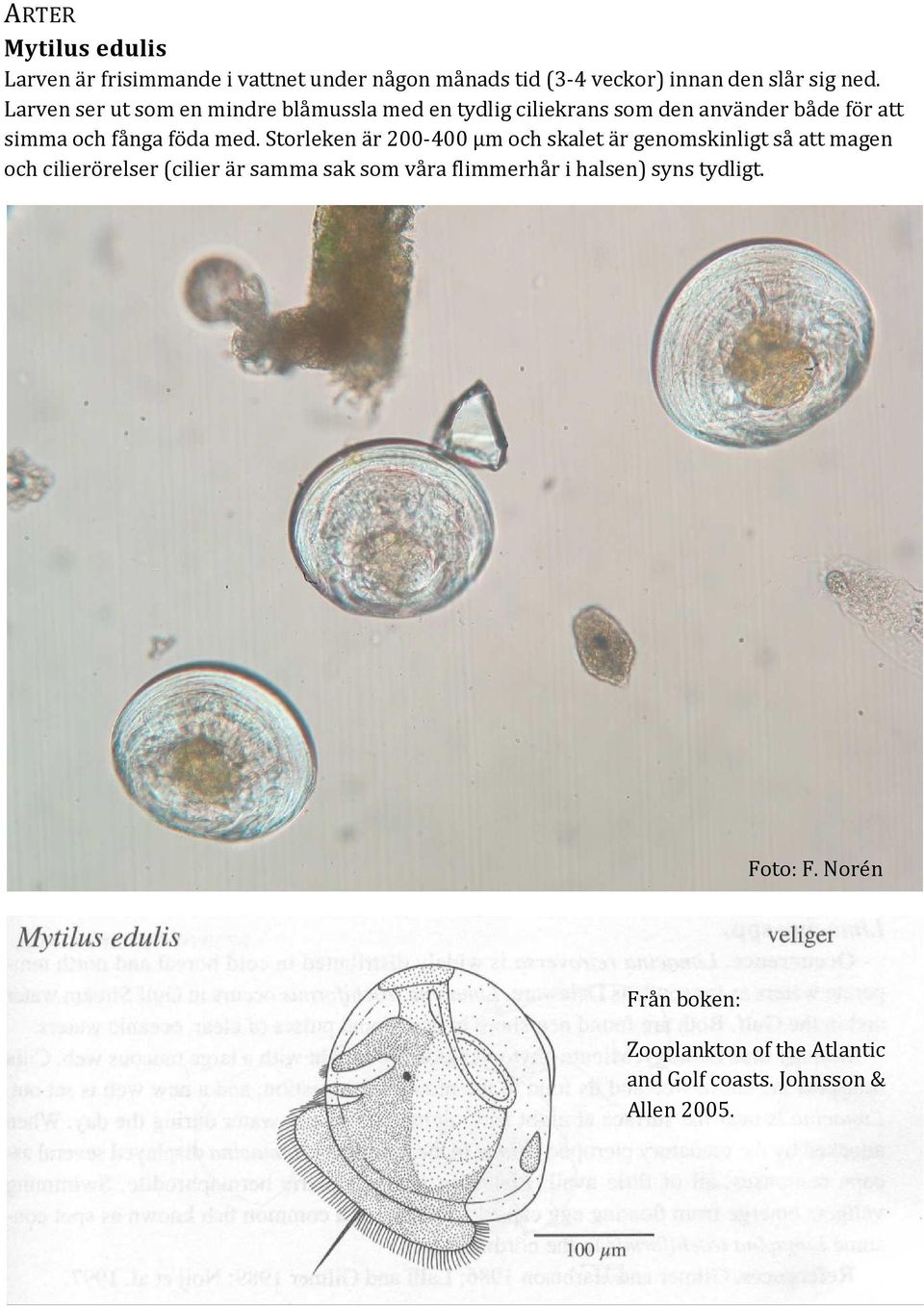 Storleken är 200-400 µm och skalet är genomskinligt så att magen och cilierörelser (cilier är samma sak som våra