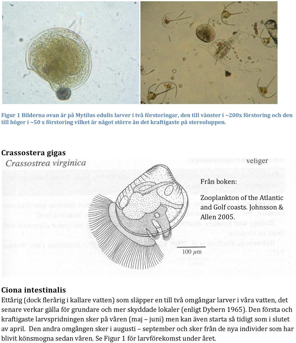 Ciona intestinalis Ettårig (dock flerårig i kallare vatten) som släpper en till två omgångar larver i våra vatten, det senare verkar gälla för grundare och mer skyddade lokaler (enligt Dybern