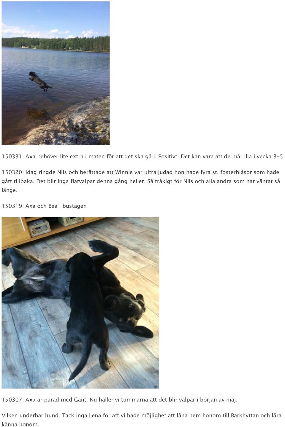 Det blir inga flatvalpar denna gång heller. Så tråkigt för Nils och alla andra som har väntat så länge.