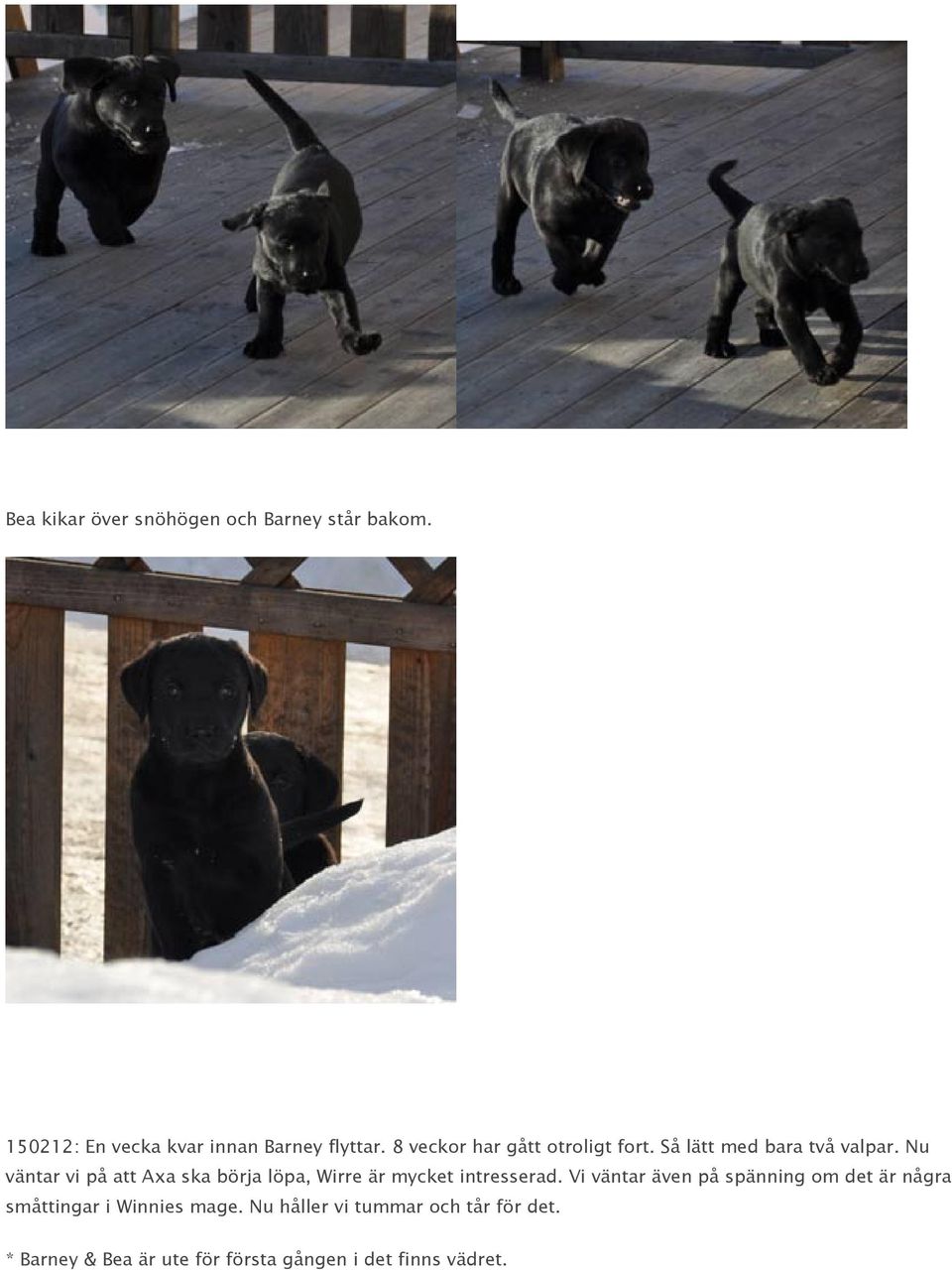 Nu väntar vi på att Axa ska börja löpa, Wirre är mycket intresserad.
